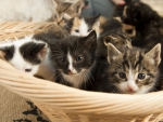 Kittens