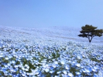 Nemophila Hill