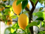 ~Lemons ~