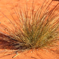 Spinifex in the red centre