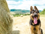 German shepherd