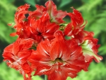 Red Amaryllis