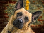 German shepherd