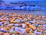 Shells and rocks on the beach