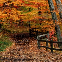 autumn path