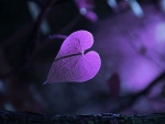 Heart purple