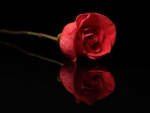 A rose in reflection