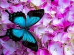 Morpho and blossoms