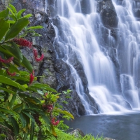 waterfalls in forest