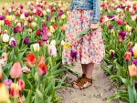Picking Tulips