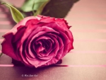 Beautiful Rose
