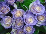 Cream Rose With Purple Border