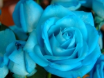 **Blue Rose**