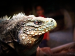 Daddy Iguana