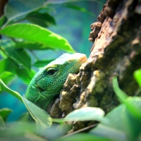Peeking Lizard