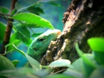 Peeking Lizard