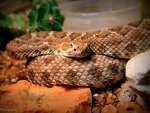Rattle Snake