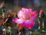 Pink Rose and Buds