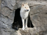 BLACK AND WHITE WOLF IN CAVE