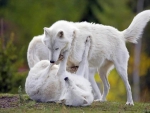 WHITE WOLVES