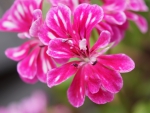 Geranium