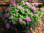 Bee Balm