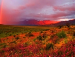 red rainbow over flowering desert