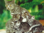 Cat family
