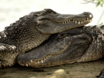Crocodiles in love