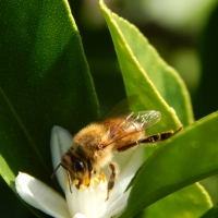 Honeybee on the Flower