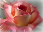 Lovely Rose