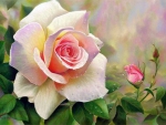 Beautiful Rose