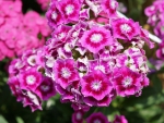 Dianthus