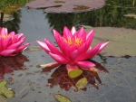Water Lillies