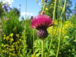 Red Thistle