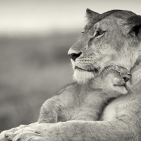 Lioness & Cub