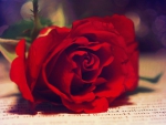 Red rose