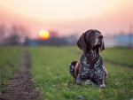 Sunset dog