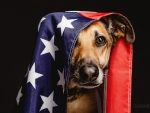 USA dog