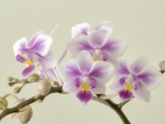 Orchids
