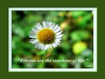 Friends are the sunshine of life