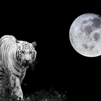 The white tiger and the moon