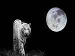 The white tiger and the moon
