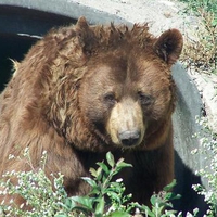 brown bear