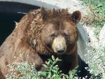 brown bear