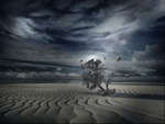 LONELY DESERT TREE