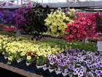 Petunias for sale