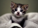 Kitten.