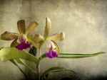 Orchids