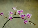 Orchids